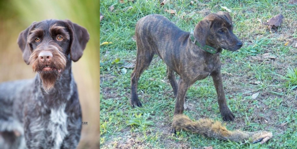 Treeing Cur vs German Wirehaired Pointer - Breed Comparison