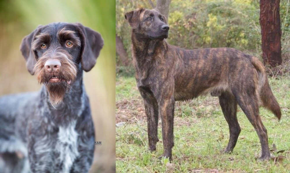 Treeing Tennessee Brindle vs German Wirehaired Pointer - Breed Comparison