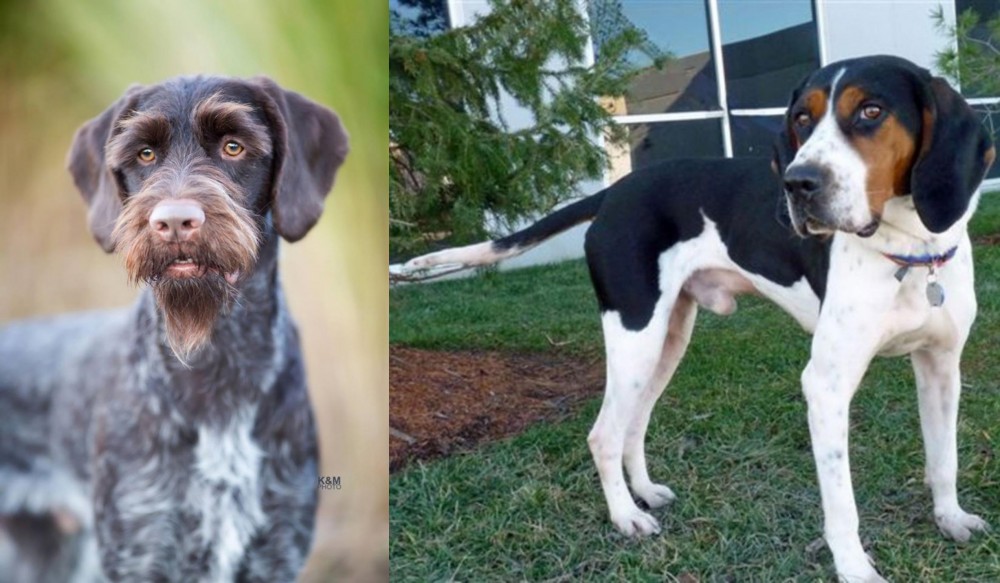 Treeing Walker Coonhound vs German Wirehaired Pointer - Breed Comparison