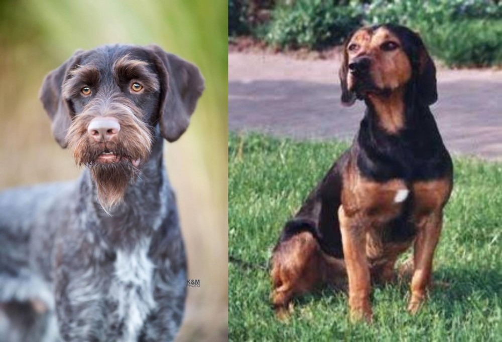 Tyrolean Hound vs German Wirehaired Pointer - Breed Comparison