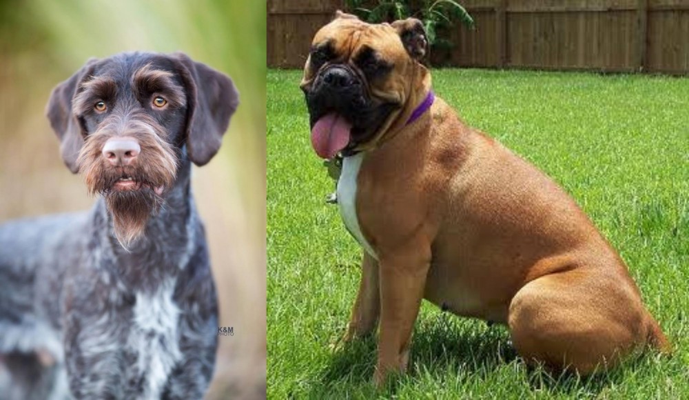 Valley Bulldog vs German Wirehaired Pointer - Breed Comparison