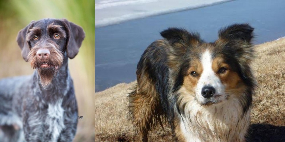 Welsh Sheepdog vs German Wirehaired Pointer - Breed Comparison