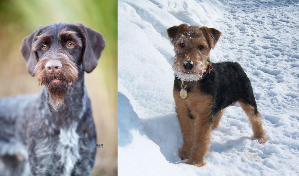 Welsh Terrier vs German Wirehaired Pointer - Breed Comparison