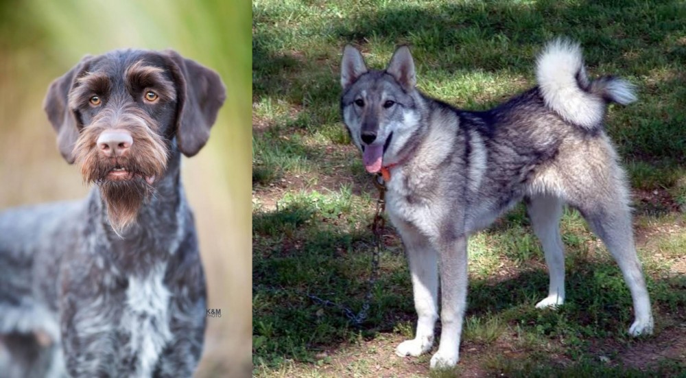 West Siberian Laika vs German Wirehaired Pointer - Breed Comparison