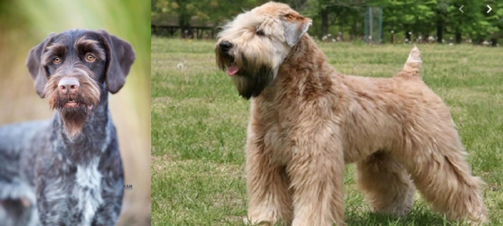 Wheaten Terrier vs German Wirehaired Pointer - Breed Comparison