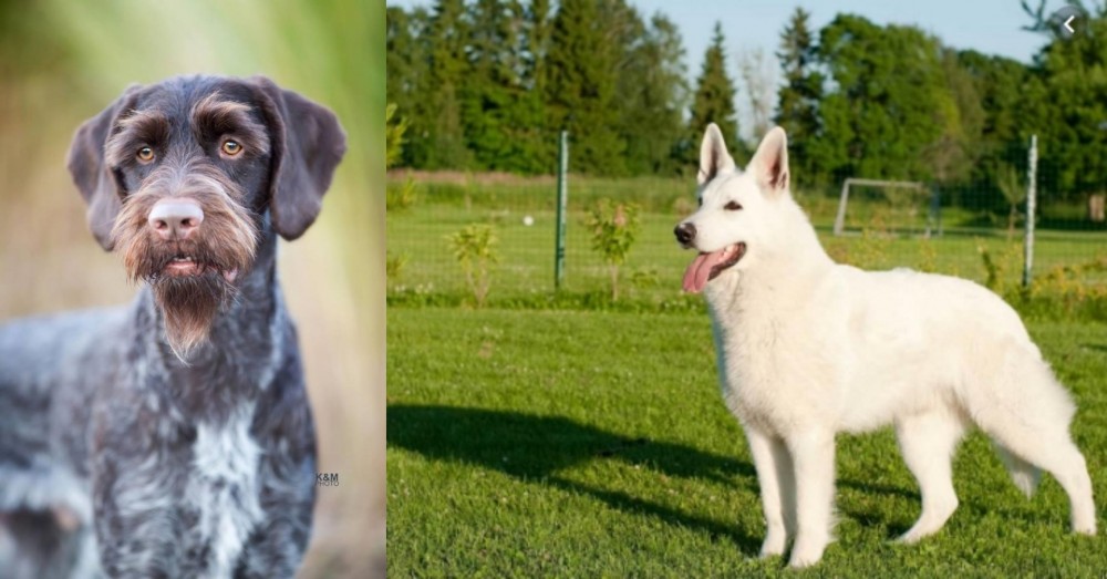 White Shepherd vs German Wirehaired Pointer - Breed Comparison
