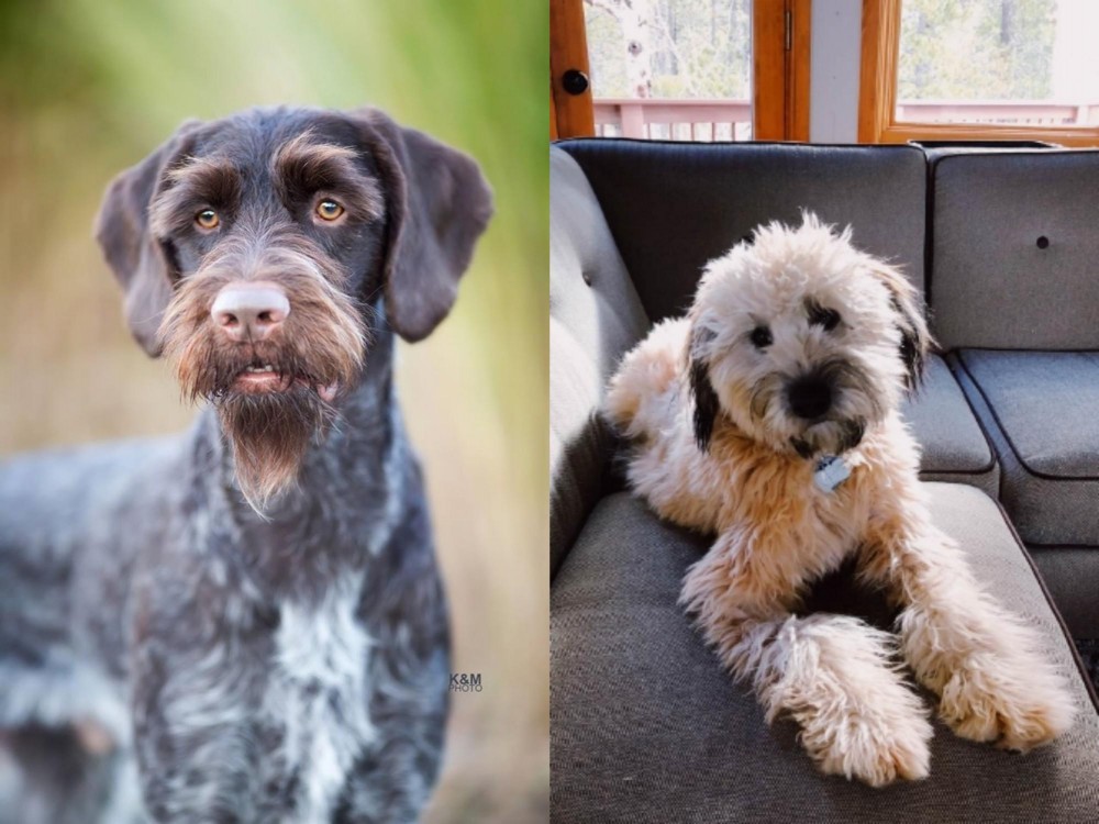 Whoodles vs German Wirehaired Pointer - Breed Comparison