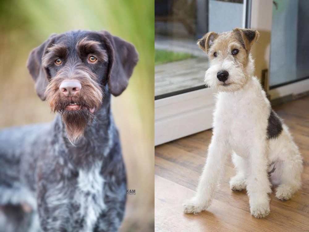 Wire Fox Terrier vs German Wirehaired Pointer - Breed Comparison