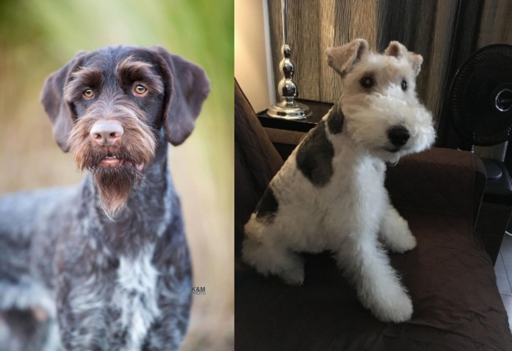 Wire Haired Fox Terrier vs German Wirehaired Pointer - Breed Comparison
