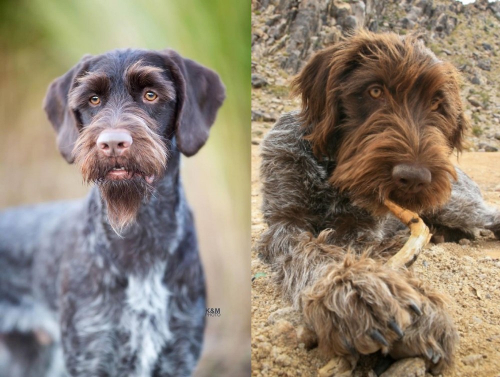 Wirehaired Pointing Griffon vs German Wirehaired Pointer - Breed Comparison