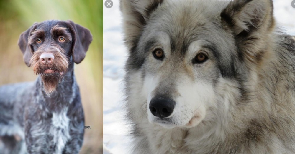 Wolfdog vs German Wirehaired Pointer - Breed Comparison