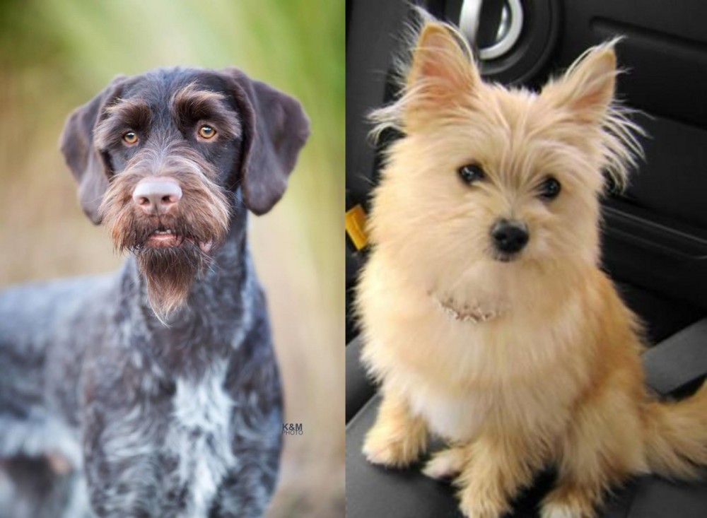Yoranian vs German Wirehaired Pointer - Breed Comparison