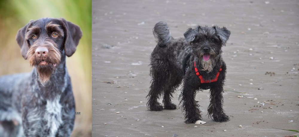 YorkiePoo vs German Wirehaired Pointer - Breed Comparison