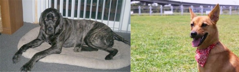 Formosan Mountain Dog vs Giant Maso Mastiff - Breed Comparison