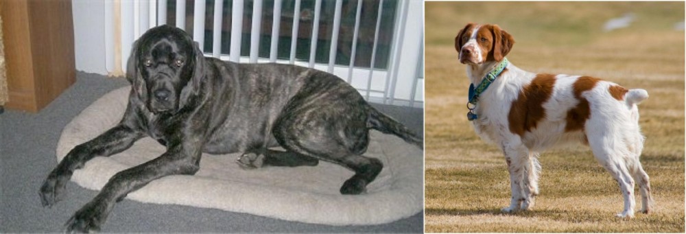 French Brittany vs Giant Maso Mastiff - Breed Comparison