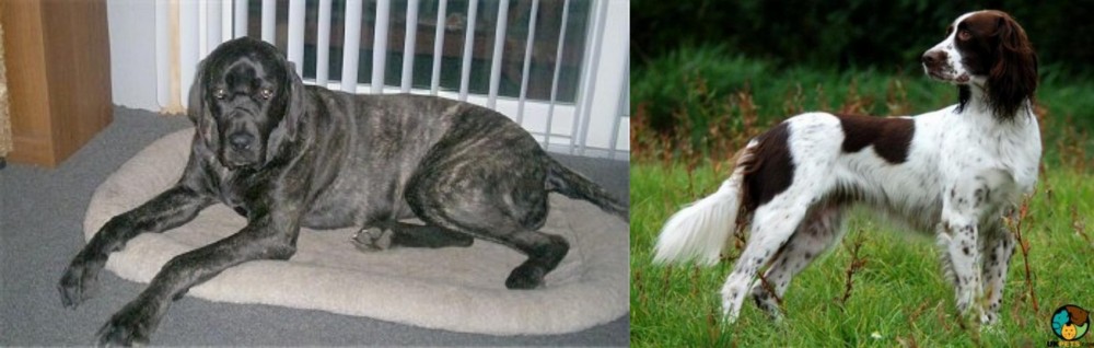 French Spaniel vs Giant Maso Mastiff - Breed Comparison
