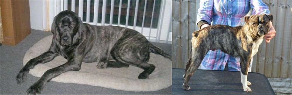 Fruggle vs Giant Maso Mastiff - Breed Comparison