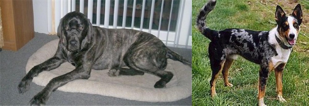 German Coolie vs Giant Maso Mastiff - Breed Comparison