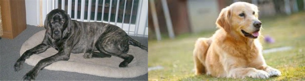 Goldador vs Giant Maso Mastiff - Breed Comparison