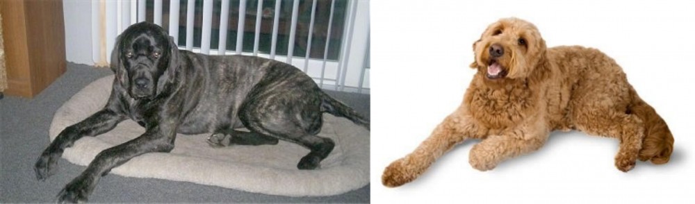 Golden Doodle vs Giant Maso Mastiff - Breed Comparison