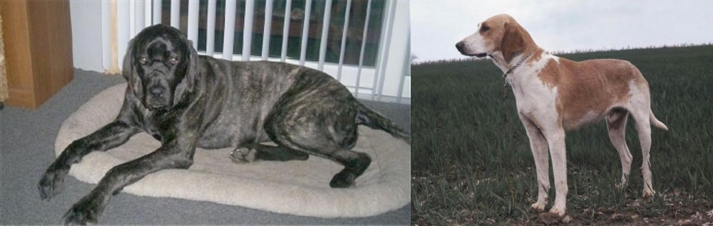 Grand Anglo-Francais Blanc et Orange vs Giant Maso Mastiff - Breed Comparison