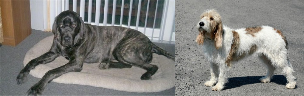 Grand Basset Griffon Vendeen vs Giant Maso Mastiff - Breed Comparison