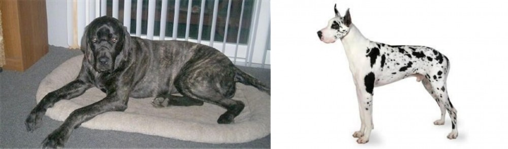 Great Dane vs Giant Maso Mastiff - Breed Comparison