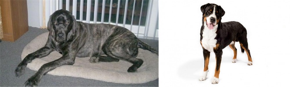 Greater Swiss Mountain Dog vs Giant Maso Mastiff - Breed Comparison