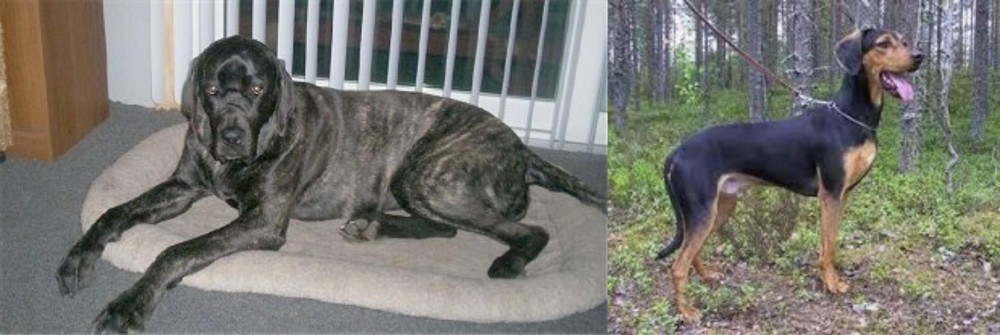 Greek Harehound vs Giant Maso Mastiff - Breed Comparison