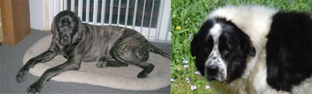 Greek Sheepdog vs Giant Maso Mastiff - Breed Comparison