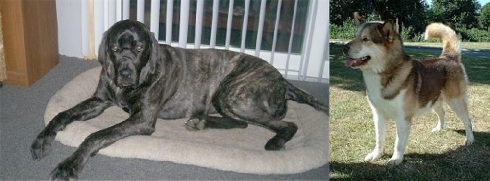 Greenland Dog vs Giant Maso Mastiff - Breed Comparison