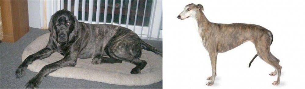 Greyhound vs Giant Maso Mastiff - Breed Comparison