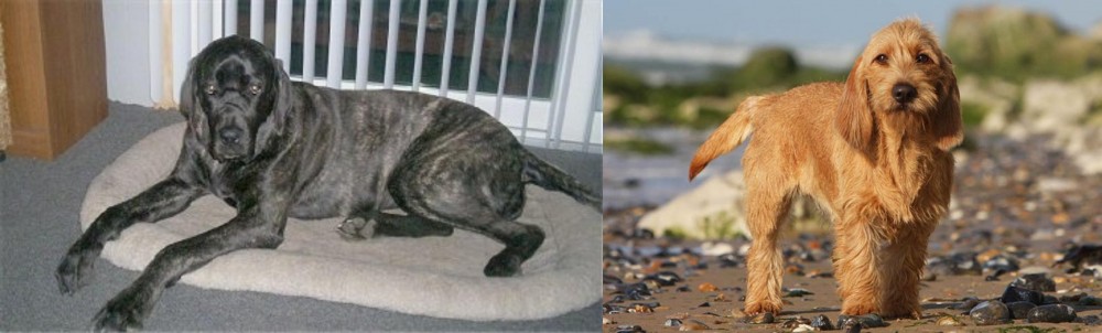 Griffon Fauve de Bretagne vs Giant Maso Mastiff - Breed Comparison