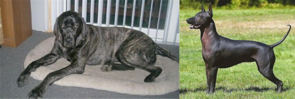 Hairless Khala vs Giant Maso Mastiff - Breed Comparison