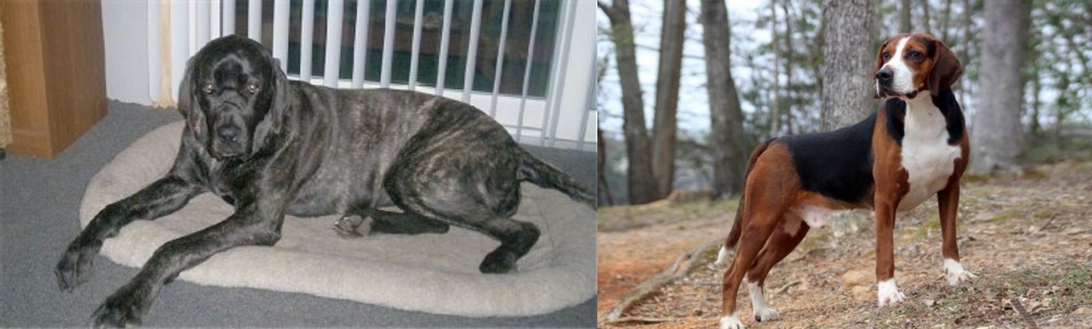 Hamiltonstovare vs Giant Maso Mastiff - Breed Comparison