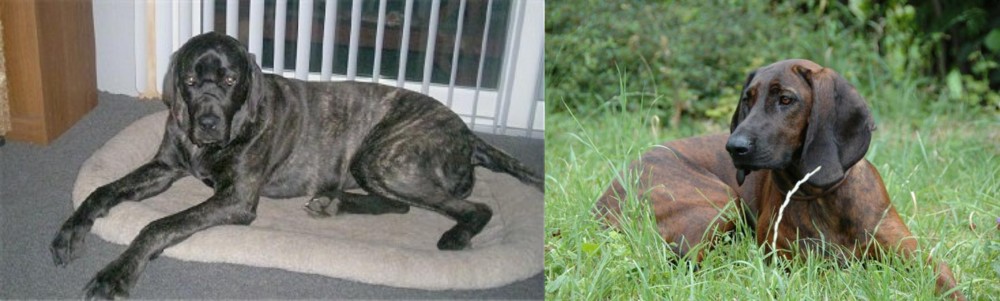 Hanover Hound vs Giant Maso Mastiff - Breed Comparison