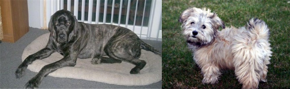 Havapoo vs Giant Maso Mastiff - Breed Comparison