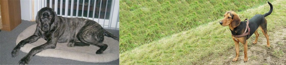 Hellenic Hound vs Giant Maso Mastiff - Breed Comparison