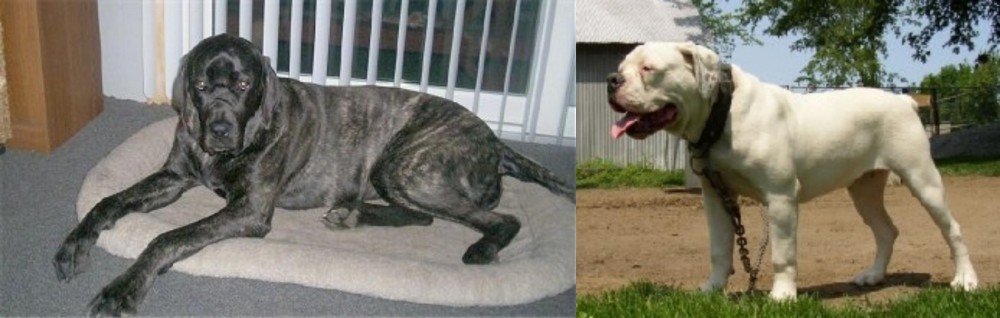 Hermes Bulldogge vs Giant Maso Mastiff - Breed Comparison