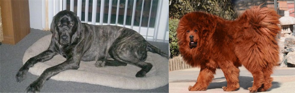 Himalayan Mastiff vs Giant Maso Mastiff - Breed Comparison