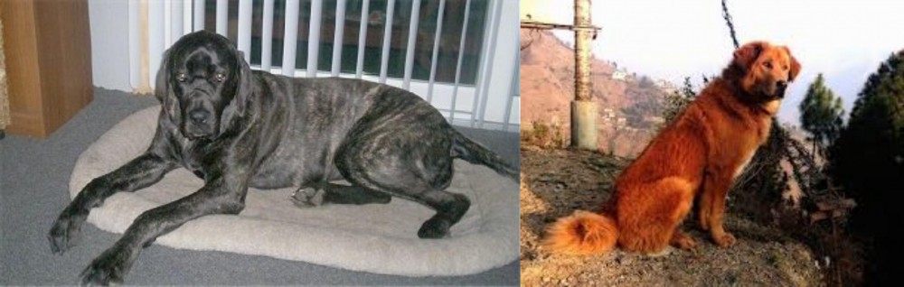 Himalayan Sheepdog vs Giant Maso Mastiff - Breed Comparison