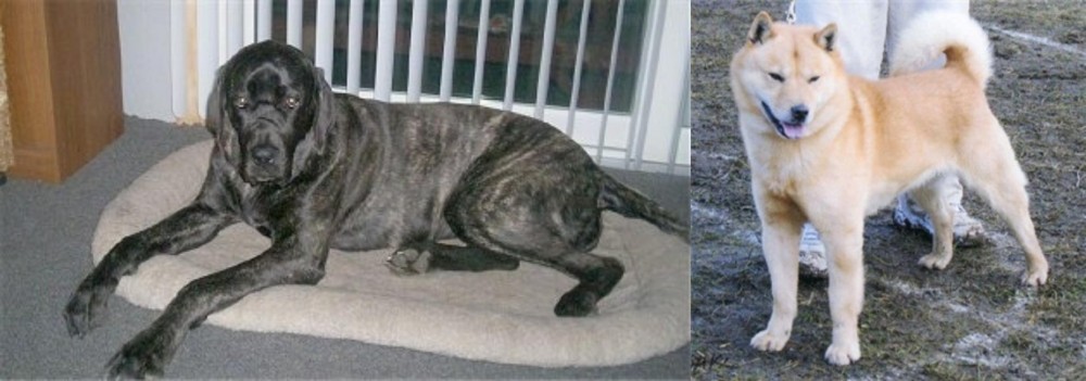 Hokkaido vs Giant Maso Mastiff - Breed Comparison