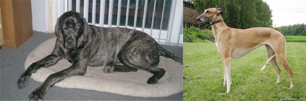 Hortaya Borzaya vs Giant Maso Mastiff - Breed Comparison