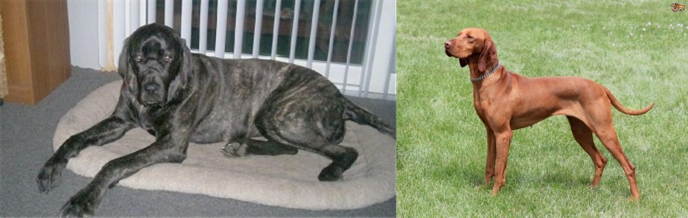 Hungarian Vizsla vs Giant Maso Mastiff - Breed Comparison