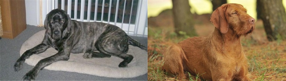 Hungarian Wirehaired Vizsla vs Giant Maso Mastiff - Breed Comparison