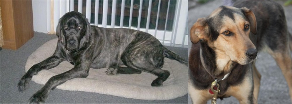 Huntaway vs Giant Maso Mastiff - Breed Comparison