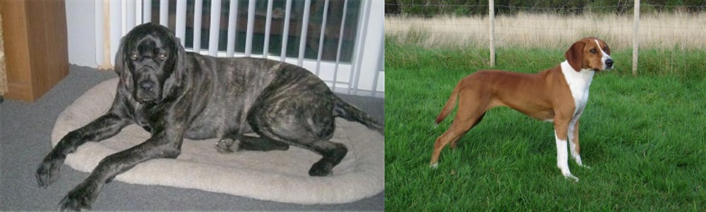 Hygenhund vs Giant Maso Mastiff - Breed Comparison
