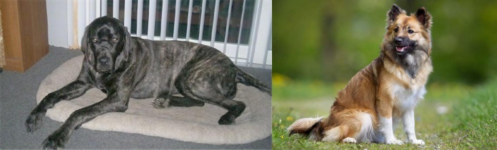 Icelandic Sheepdog vs Giant Maso Mastiff - Breed Comparison
