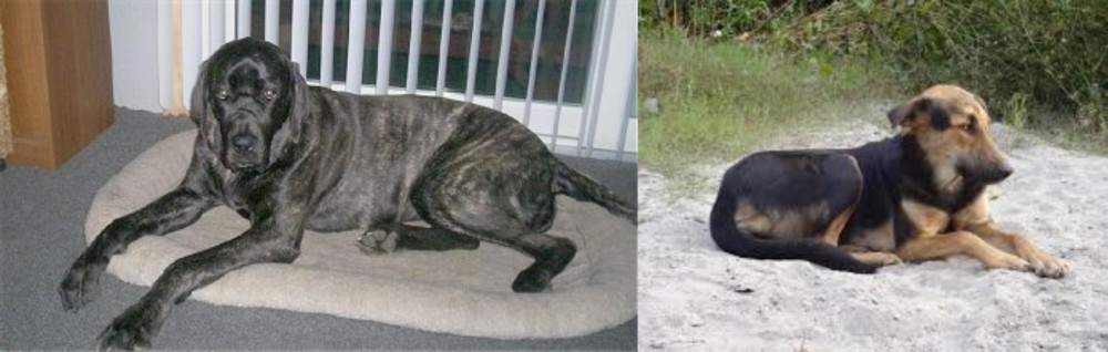 Indian Pariah Dog vs Giant Maso Mastiff - Breed Comparison