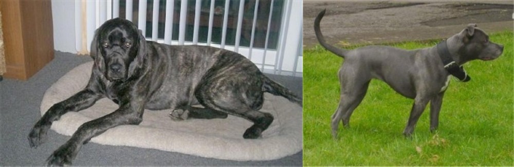 Irish Bull Terrier vs Giant Maso Mastiff - Breed Comparison